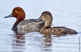 Common Birds Of North Idaho A Significant Migration Corridor Extends From Southwestern Manitoba And Southeastern Idaho To The Gulf Coast Redhead Duck Minnesota Birds Waterfowl Taxidermy