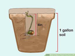 How To Start A Peach Tree From A Pit In 2020 Peach Trees Fruit Trees In Containers Growing Peach Trees