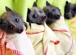 Taco Bats Cute Baby Animals Cute Bat Baby Animals