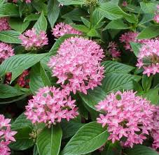 Vas bunga merupakan bunga hidup yang dimasukkan ke dalam vas yang berisi air yang bertujuan agar bunga tidak cepat layu dan terlihat senantiasa segar. Jual Tanaman Pink Egyptian Star Cluster Bibitbunga Com