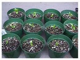 Plumeria Propagation Growing Plumeria From Seed Plumeria Tree Plumeria Flowers Rose Seeds