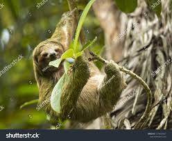 Image result for Tridactyle gentilii