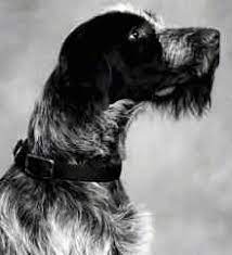 Wirehaired pointing griffons have a keen sense of. Wirehaired Pointing Griffon Dog Breed Information And Pictures