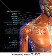 Labeled muscle diagram 10241878 diagram labeled muscle diagram 10241878 chart human anatomy diagrams and charts explained. Labeled Anatomy Chart Of Neck And Shoulder Muscles On Black Background Stock Photo Alamy
