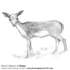 Maybe you would like to learn more about one of these? Deer Pencil Drawing Images Bestpencildrawing