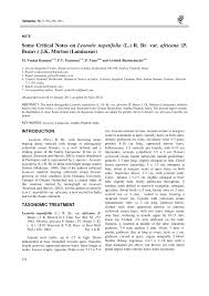 Image result for Leonotis myrothamnifolia