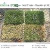 What to do after sod installation? 1
