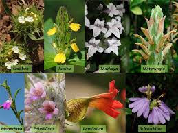 Image result for Acanthaceae