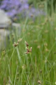 Image result for Bolboschoenus glaucus