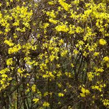 The oil extracted from the petals is widely used in the aromatherapy and fragrance industry (particularly the famous chanel no.5 perfume). Forsythia Alternatives Great Spring Flowering Shrubs Horticulture