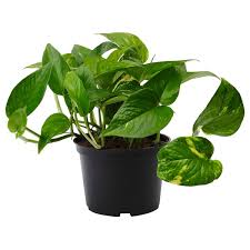 Image result for Epipremnum en casa