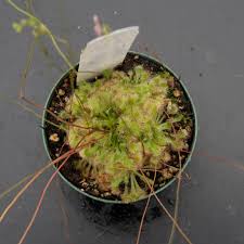 Image result for Drosera