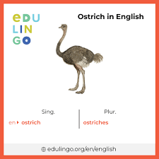 The sorting hat picked your house, you got the wand you always wanted, and you've finally learned how to cast expelliarmus for unsanctioned duels. Ostrich In English Writing And Pronunciation With Pictures