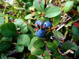 Image result for Vaccinium madagascariense