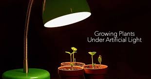 Some seeds don't need light to break through their seed casings and sprout. Growing Plants Indoors With Artificial Light What You Need To Know