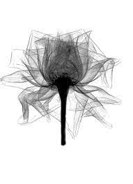 Xray Rose By Bert Myers Xray Art Xray Flower X Ray