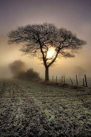 Tree By Chris Charlesworth Lickr Photo Sharing Love The Moodiness Of This Image Beautifulnow Nature Photography Landscape Photography Beautiful Nature
