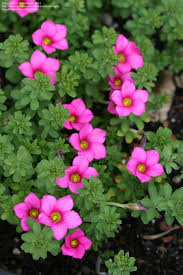 Plantfiles Pictures Trailing Oxalis Oxalis Hirta 6 By Anniesannuals Pink Perennials Shade Flowers Beautiful Flowers