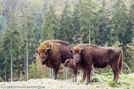 The european bison (bison bonasus) or the european wood bison, also known as the wisent (/ ˈviːzənt / or / ˈwiːzənt /), or the zubr (/ zuːbər /), is a european species of bison. Wisent Naturschatze Sudwestfalen
