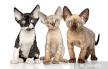 Devon Rex Kittens For Sale by Breeders | Planet Devon