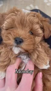 The best way to spend every week! We love Reese’s puppies! , #puppy  #toygoldendoodle #puppylove #puppygram #spendthedaywithus #goldendoodle