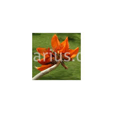 Image result for Erythrina madagascariensis