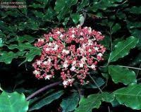 Image result for Leea guineensis