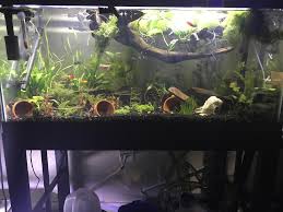 40 Gallon Betta Sorority Bettafish