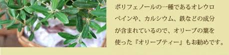 観葉植物 オリーブの木 5号sサイズ 即日発送 あすつくのグリーンギフト Olive Flowerkitchen Jiyugaoka 通販 Yahoo ショッピング