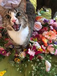 We did not find results for: I Got My Cats Flowers Album On Imgur