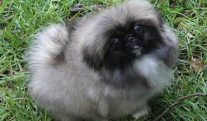 Why buy a pekingese puppy for sale if you can adopt and save a life? Adorable Pekingese Puppies For Sale Albuquerque Us En Oc2o