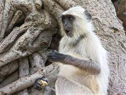 Langur Monkey Omg Photo Wildlife Orangutan