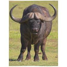 Buffalo Blanket Buffalo Lover Gift Fleece Blanket Gifts Etsy Buffalo Animal Animals Most Deadly Animal