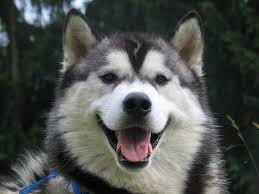 Fotos gewicht legeleistung eigröße eignung zur naturbrut flugfähigkeit mit sortierfunktion alle rassen. Was Unterscheidet Schlittenhunde Z B Siberian Huskies Von Anderen Hunderassen The Arctic Snownoses Christian S Blog