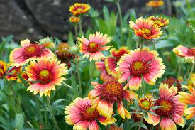 How To Grow Gaillardia Blanket Flower Gardener S Path