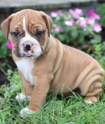Most bulldogs, including an english bulldog pitbull mix, french english bulldog mix, english bulldog beagle mix and any other mix you can think as for the english bulldog puppy's character: Puppies For Sale Buckeye Puppies