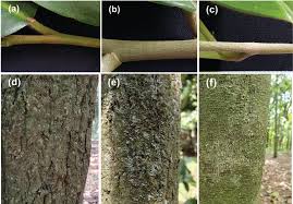 Image result for Diospyros sp. no. 1 sensu FZ