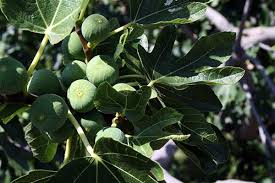 Image result for Ficus amadiensis