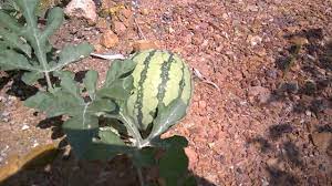 Penanaman benih semangka dan tembikai ke tempat tetap diadakan pada pertengahan bulan mei dalam penanaman rumah hijau, tembikai dan tembikai diberi makan 3 kali setiap musim (tidak. Cara Mudah Tanam Tembikai Kedah Malaysia Youtube