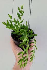 Image result for Englerina