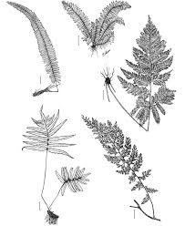 Image result for Trichomanes