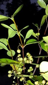 Image result for Pyrostria