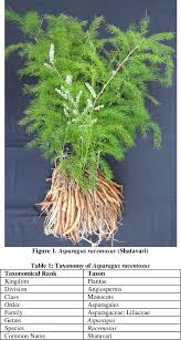 Image result for Asparagus racemosus