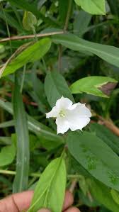 Image result for Aniseia martinicensis