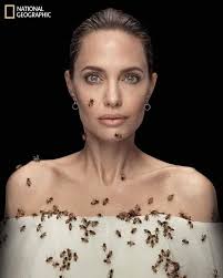 For this National Geographic photo shoot, Angelina Jolie did not bathe for  7 days because bees are sensitive to smells and will not sting when the  smell is too strong. Thousands of