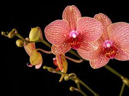 images?q=tbn:ANd9GcQfbuxSE26d-80uzBKDhAn