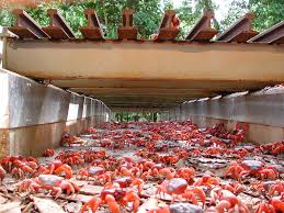 Christmas island baby red crab return dec 2016. An Update From Parks Australia On This Year S Red Crab Migration Christmas Island