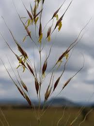 Image result for Urelytrum