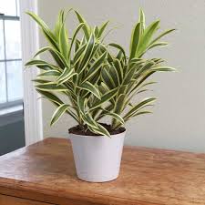 Temperature below 50° degrees fahrenheit (10° c) is harmful. Pleomele Song Of India Dracaena Reflexa Plant Golden Nature Rabbit