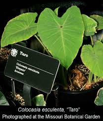 Wrap dry tubers in newspapers or pack them in peat moss. Colocasia Esculenta Exotic Rainforest Rare Tropical Plants